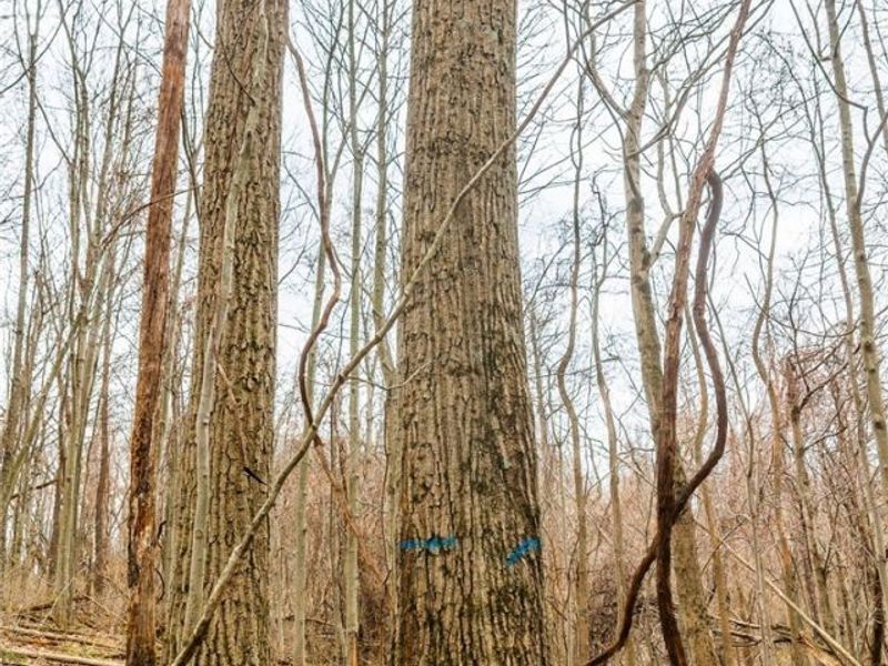 Pledge Road, Carrollton, OH 44615 Photo 28