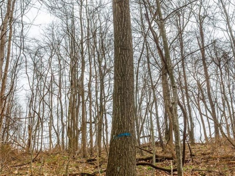 Pledge Road, Carrollton, OH 44615 Photo 32