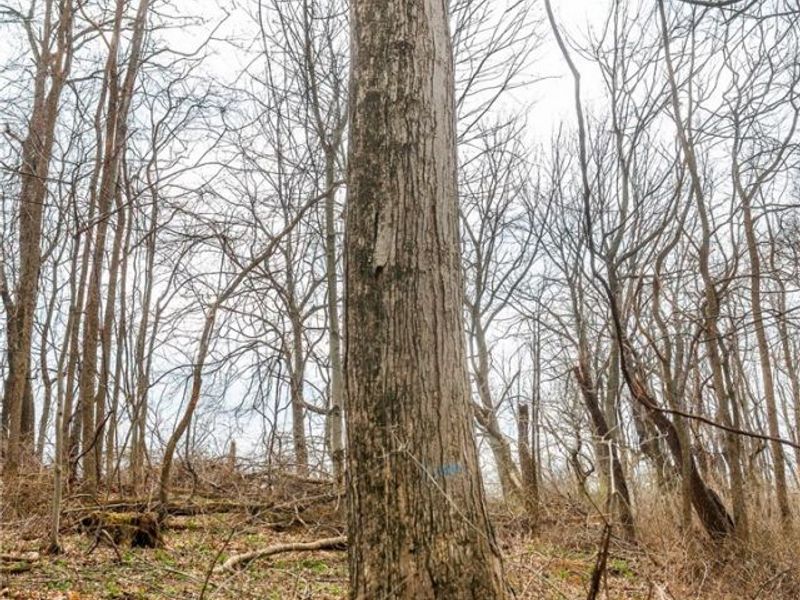 Pledge Road, Carrollton, OH 44615 Photo 33