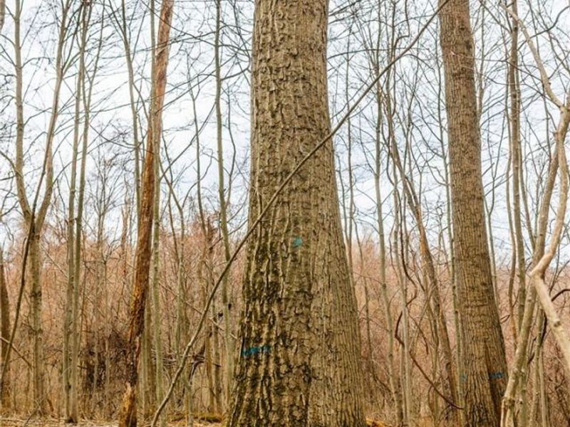 Pledge Road, Carrollton, OH 44615 Photo 4