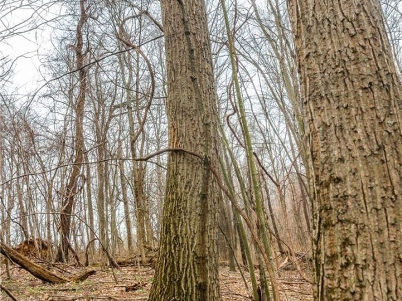 Pledge Road, Carrollton, OH 44615 Photo 5