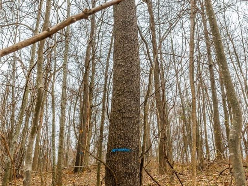 Pledge Road, Carrollton, OH 44615 Photo 7