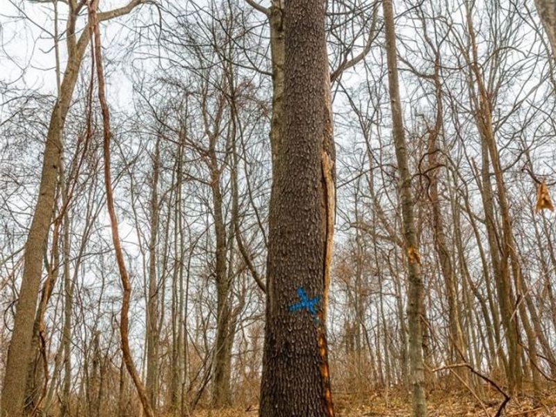 Pledge Road, Carrollton, OH 44615 Photo 9