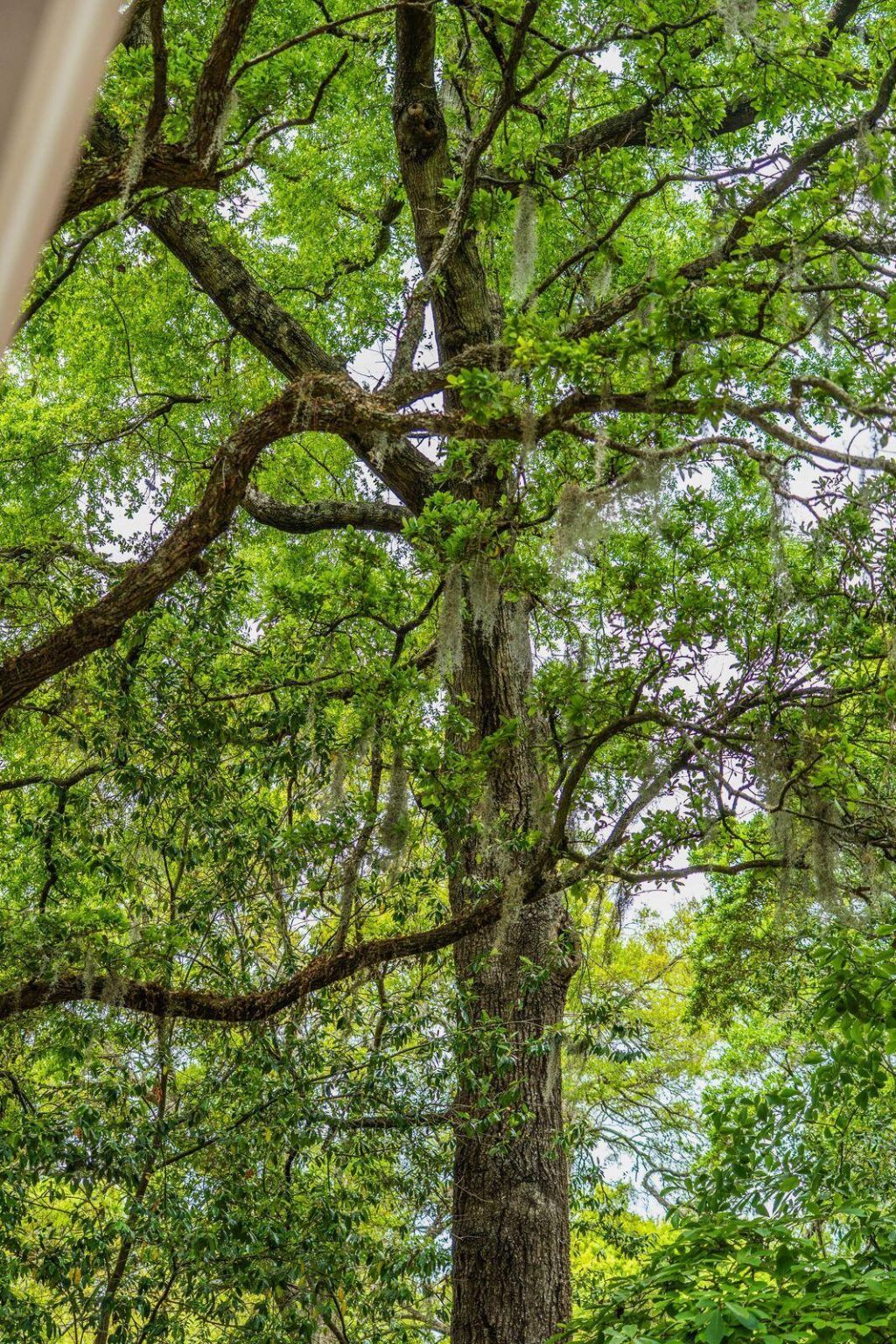 288 Molasses Lane Photo 14