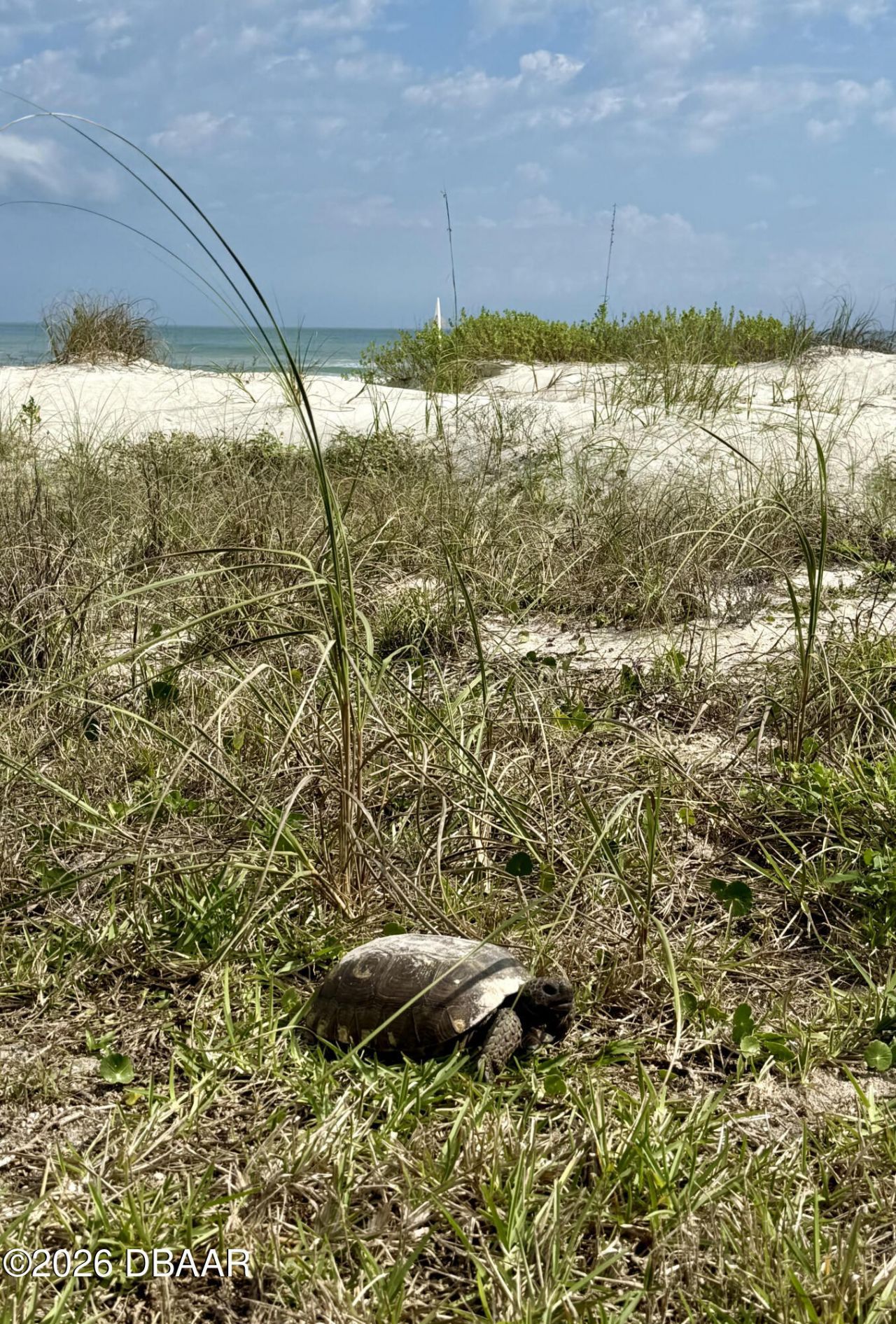 82 Calumet Avenue, Ponce Inlet, FL 32127 Photo