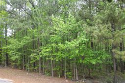 231 Morningside Drive photo 4