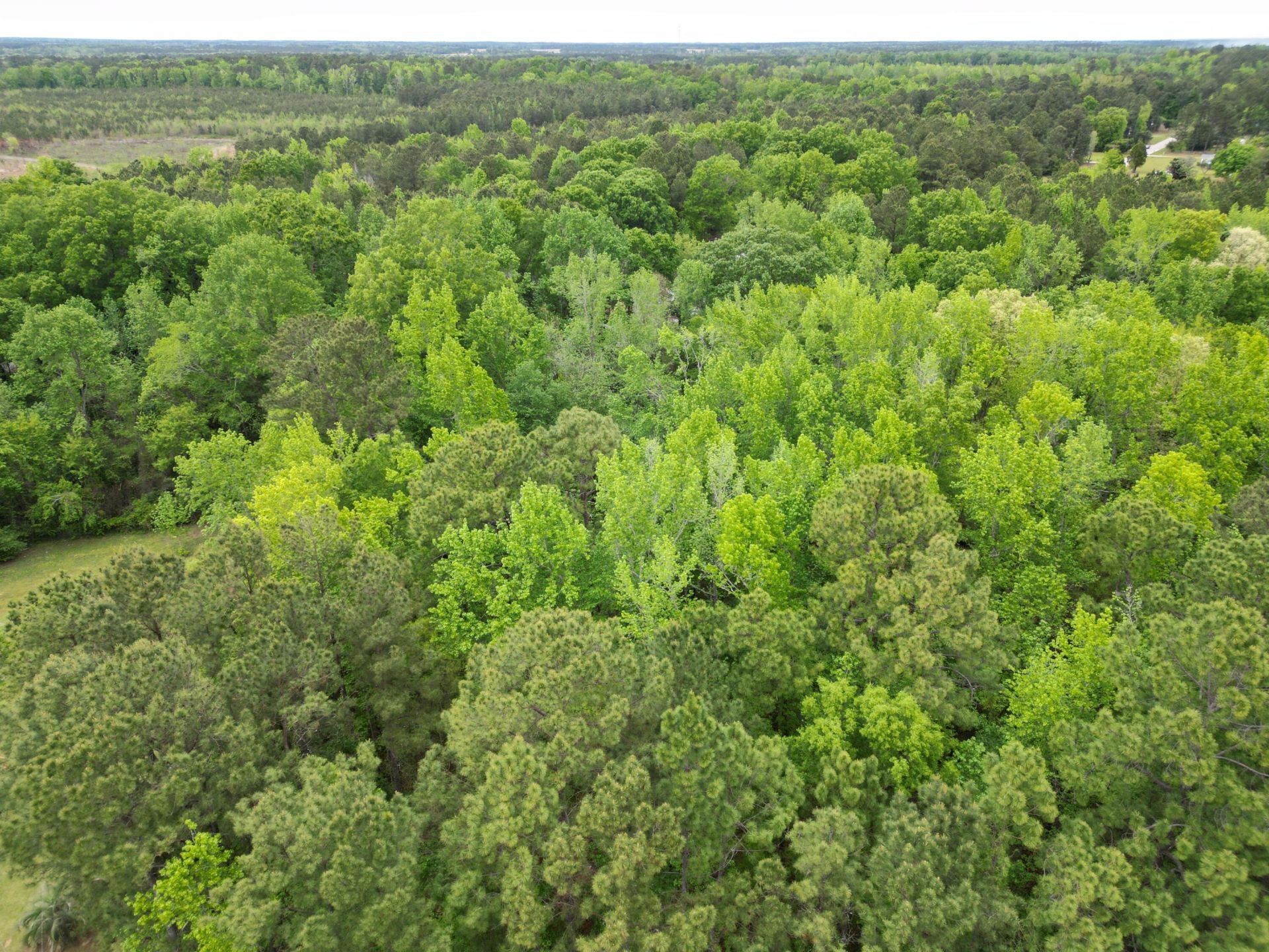 231 Morningside Drive Photo 6