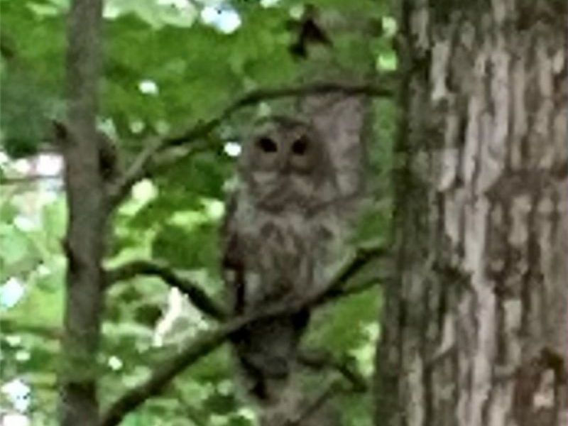 13160 Stoney Springs Drive, Chardon, OH 44024 Photo 49