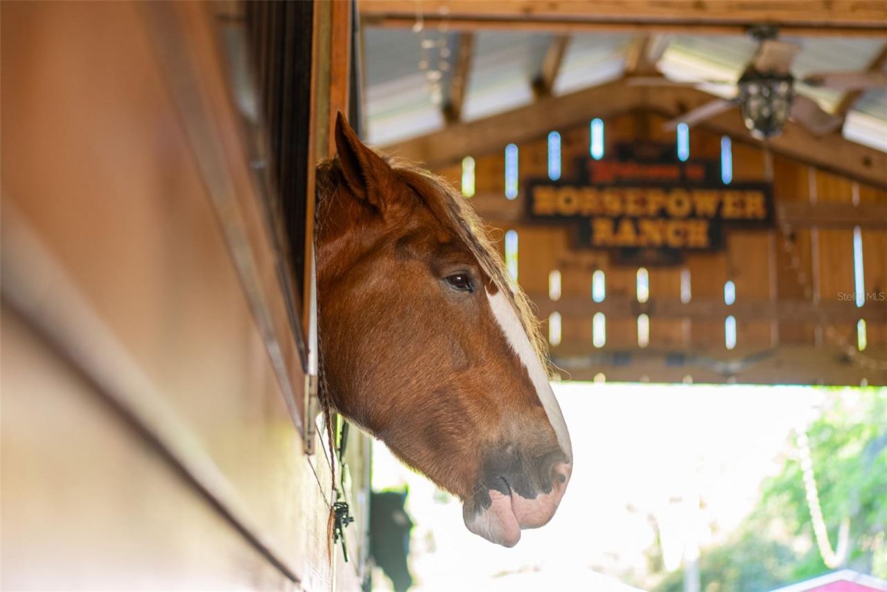 280 Campbell Ranch Run, Geneva, FL 32732 Photo