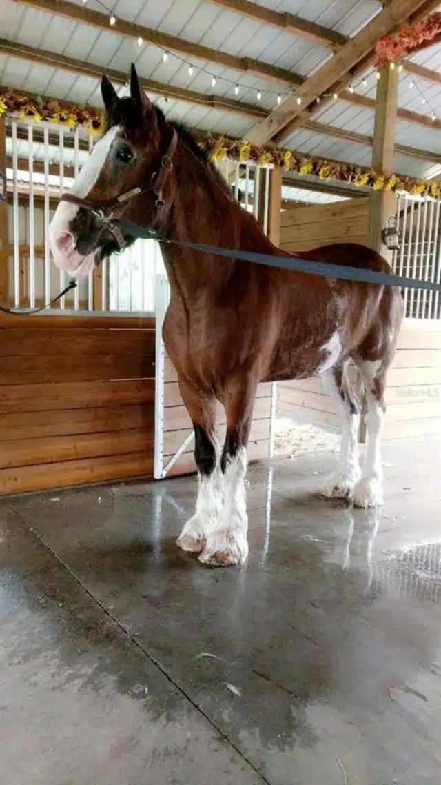 280 Campbell Ranch Run, Geneva, FL 32732 Photo