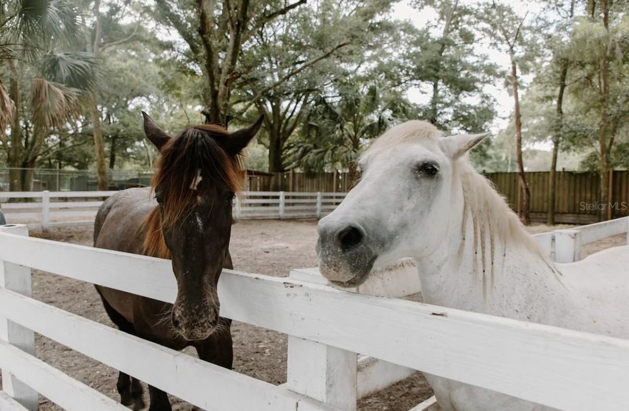 280 Campbell Ranch Run, Geneva, FL 32732 Photo