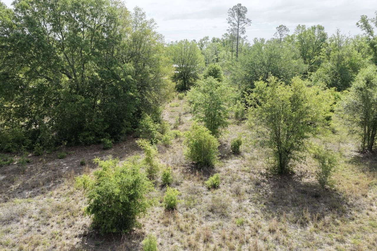 Vacant NE Cedar Trail, Pinetta, FL 00000 Photo