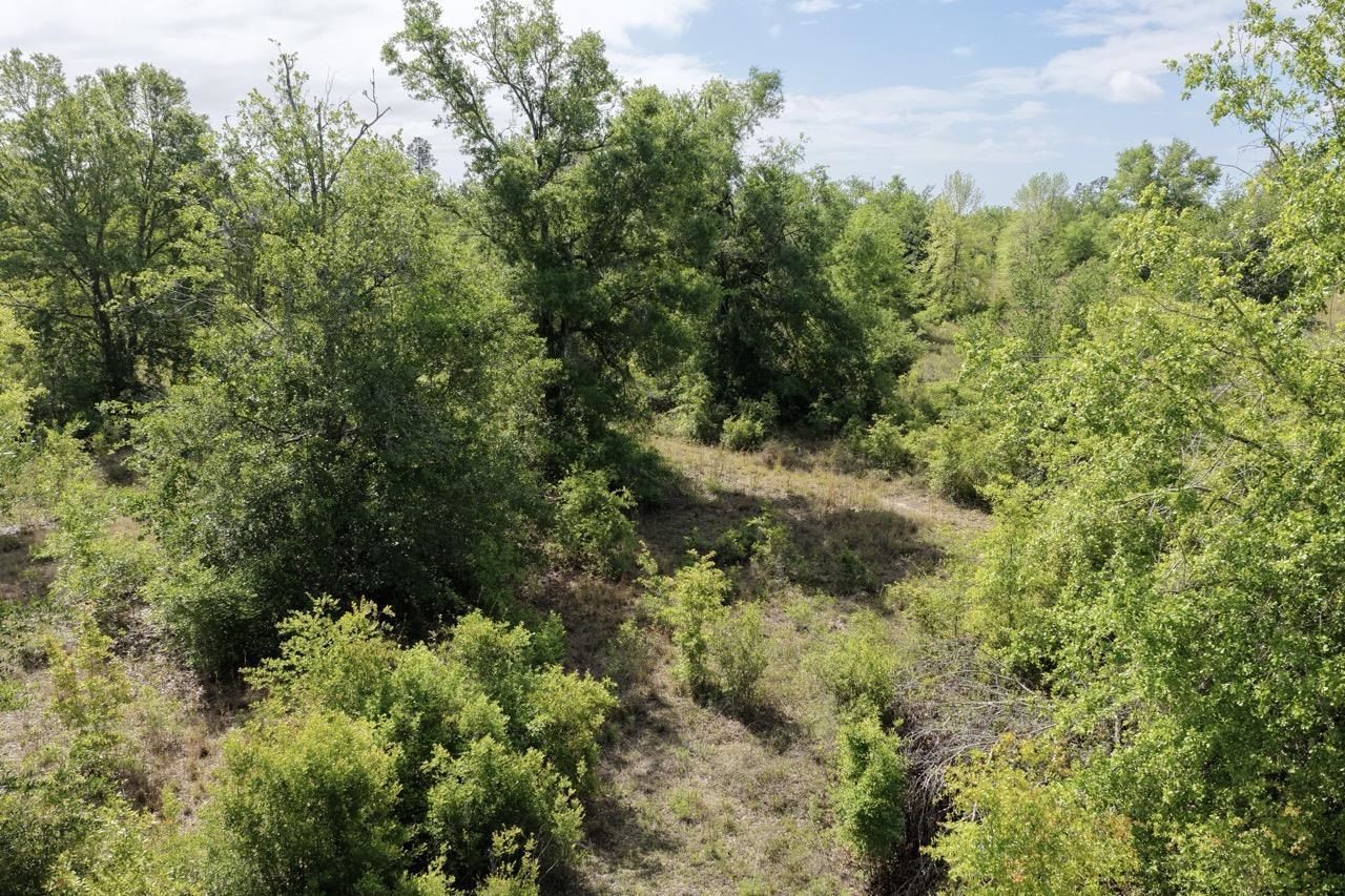 Vacant NE Cedar Trail, Pinetta, FL 00000 Photo