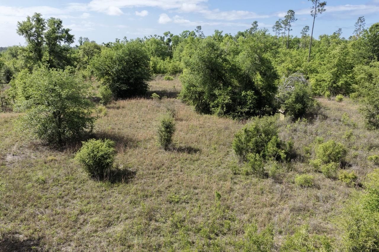 Vacant NE Cedar Trail, Pinetta, FL 00000 Photo