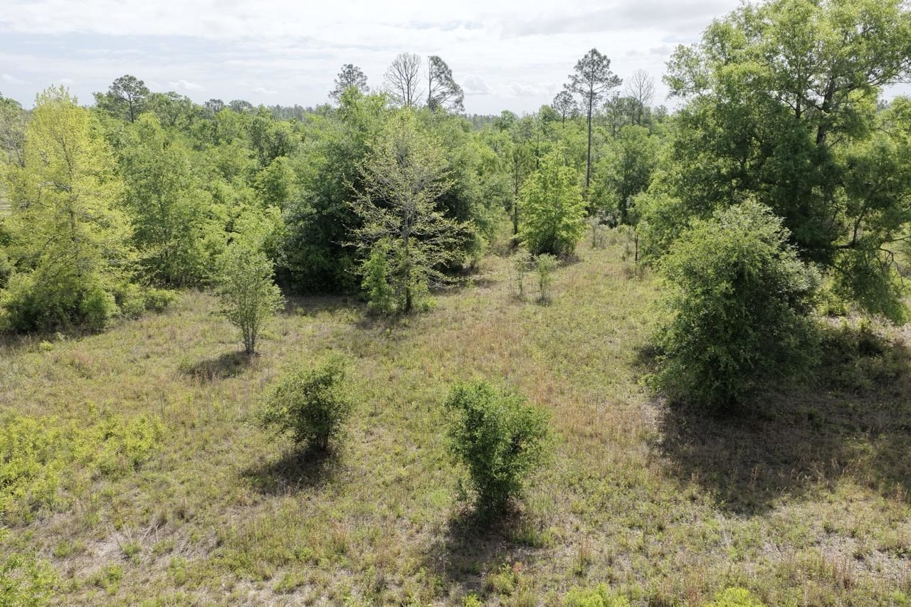 Vacant NE Cedar Trail, Pinetta, FL 00000 Photo