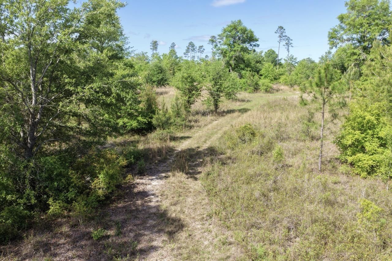 Vacant NE Cedar Trail, Pinetta, FL 00000 Photo
