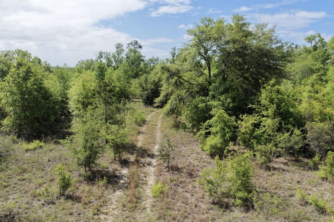Vacant NE Cedar Trail, Pinetta, FL 00000 Photo