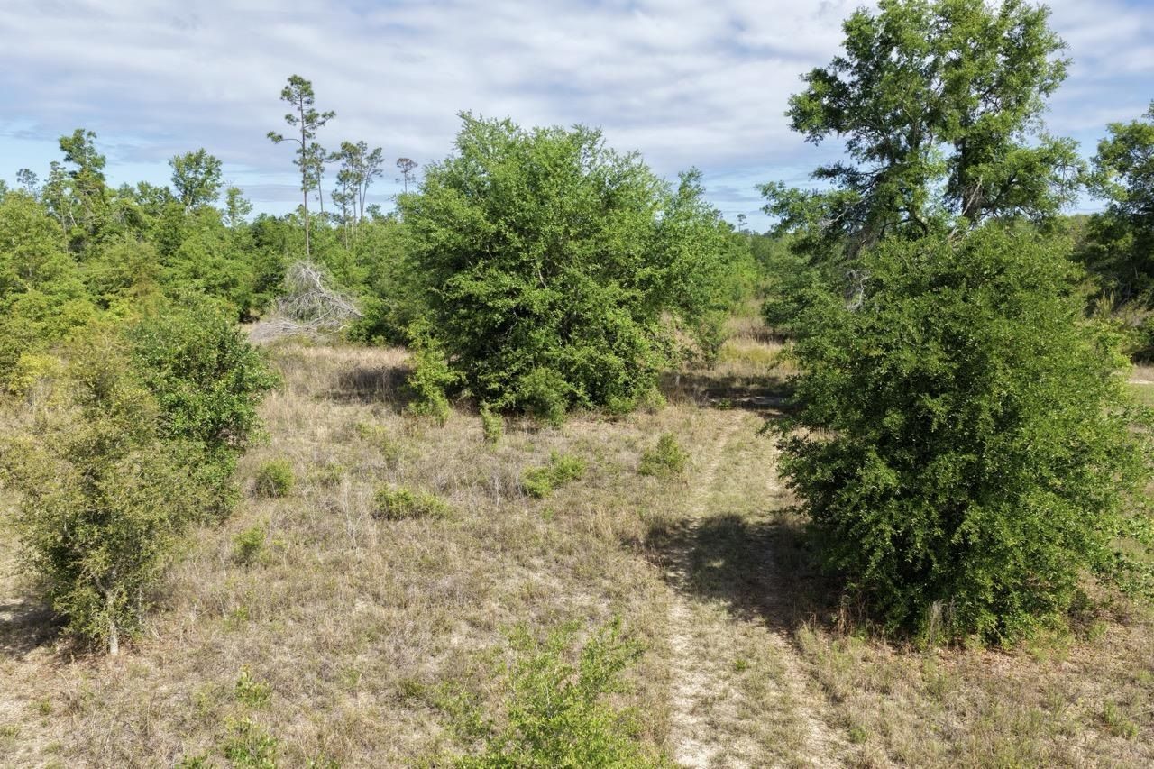 Vacant NE Cedar Trail, Pinetta, FL 00000 Photo