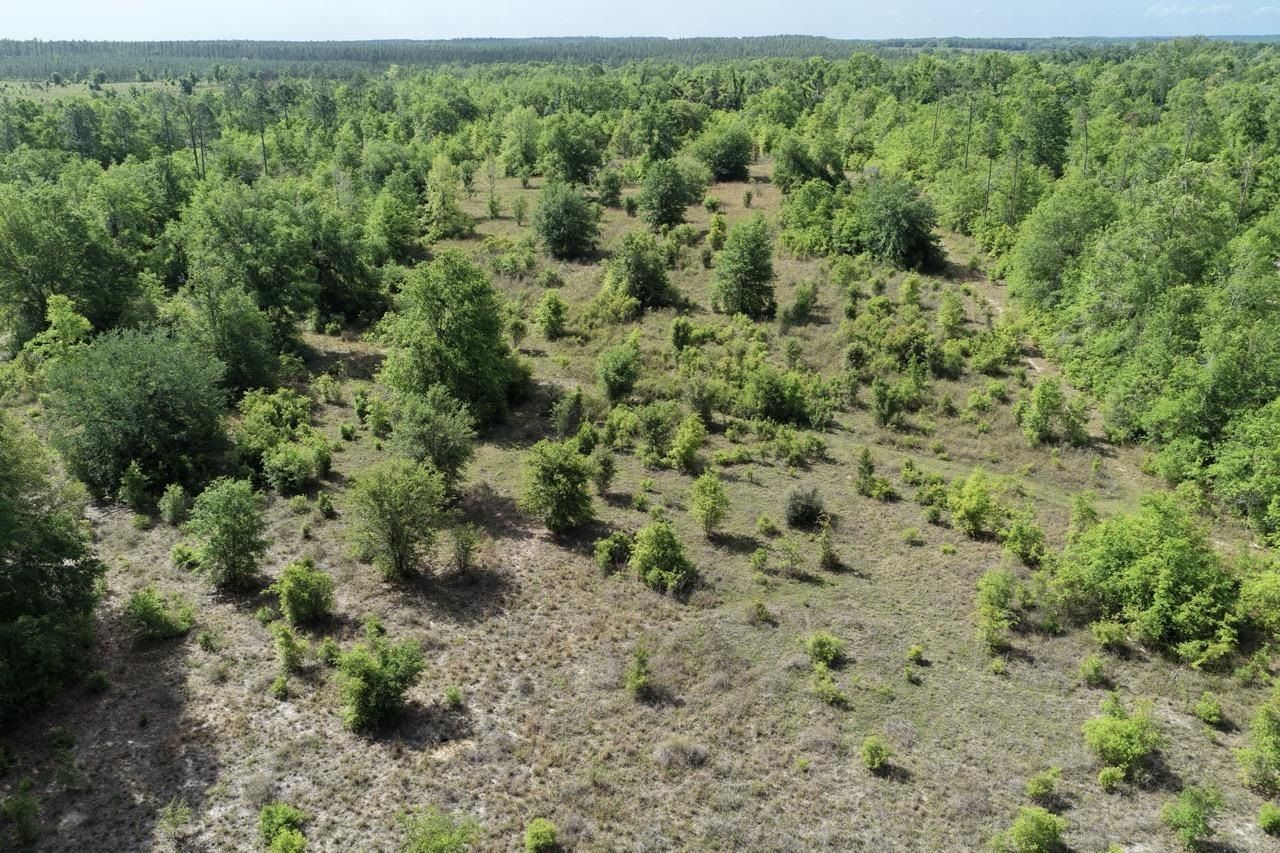 Vacant NE Cedar Trail, Pinetta, FL 00000 Photo