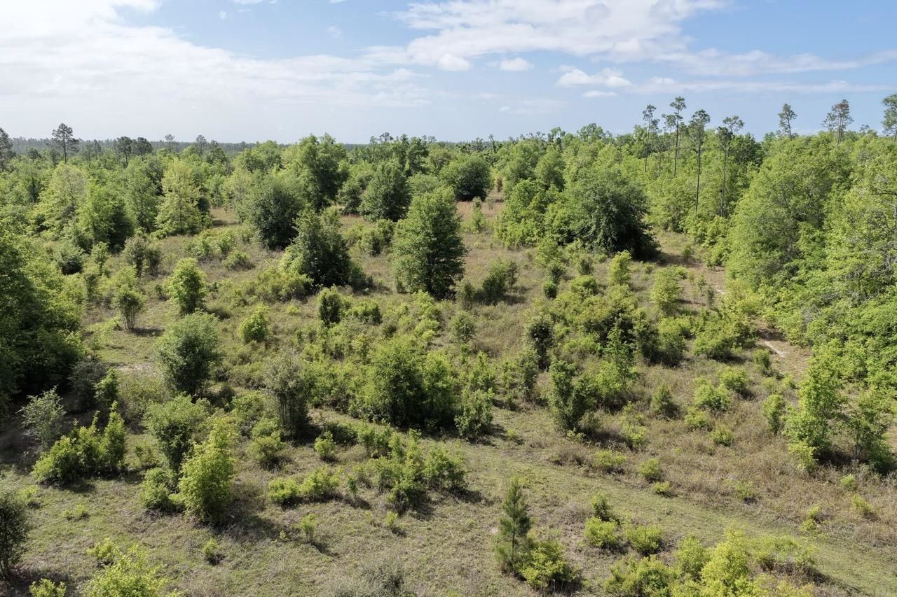 Vacant NE Cedar Trail, Pinetta, FL 00000 Photo