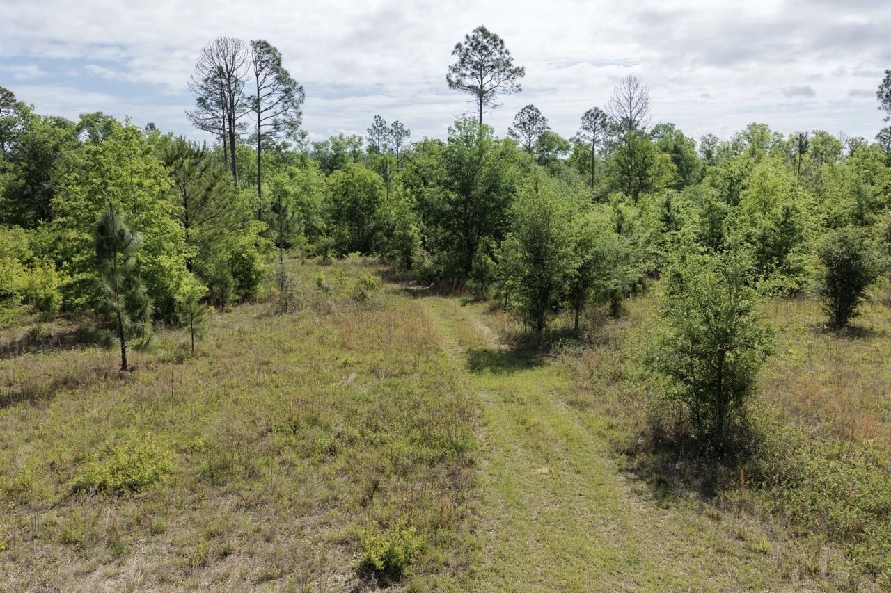 Vacant NE Cedar Trail, Pinetta, FL 00000 Photo