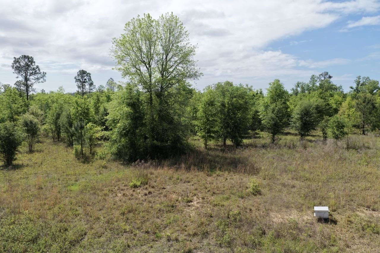 Vacant NE Cedar Trail, Pinetta, FL 00000 Photo