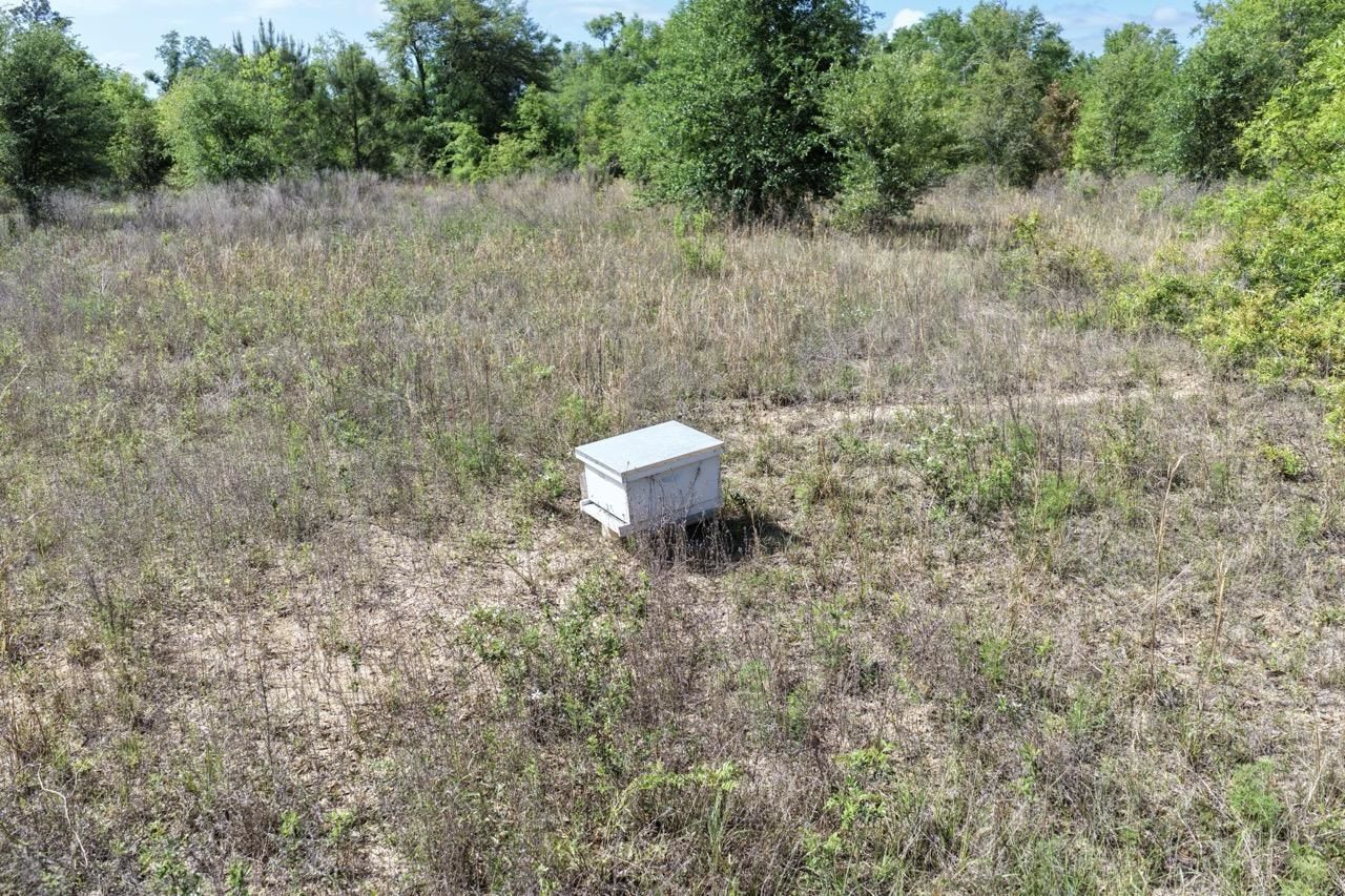 Vacant NE Cedar Trail, Pinetta, FL 00000 Photo