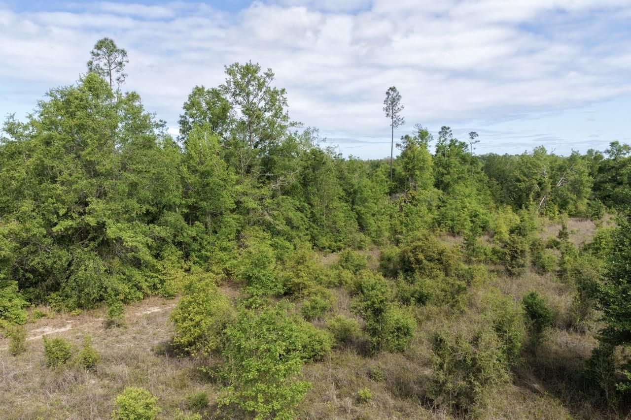 Vacant NE Cedar Trail, Pinetta, FL 00000 Photo