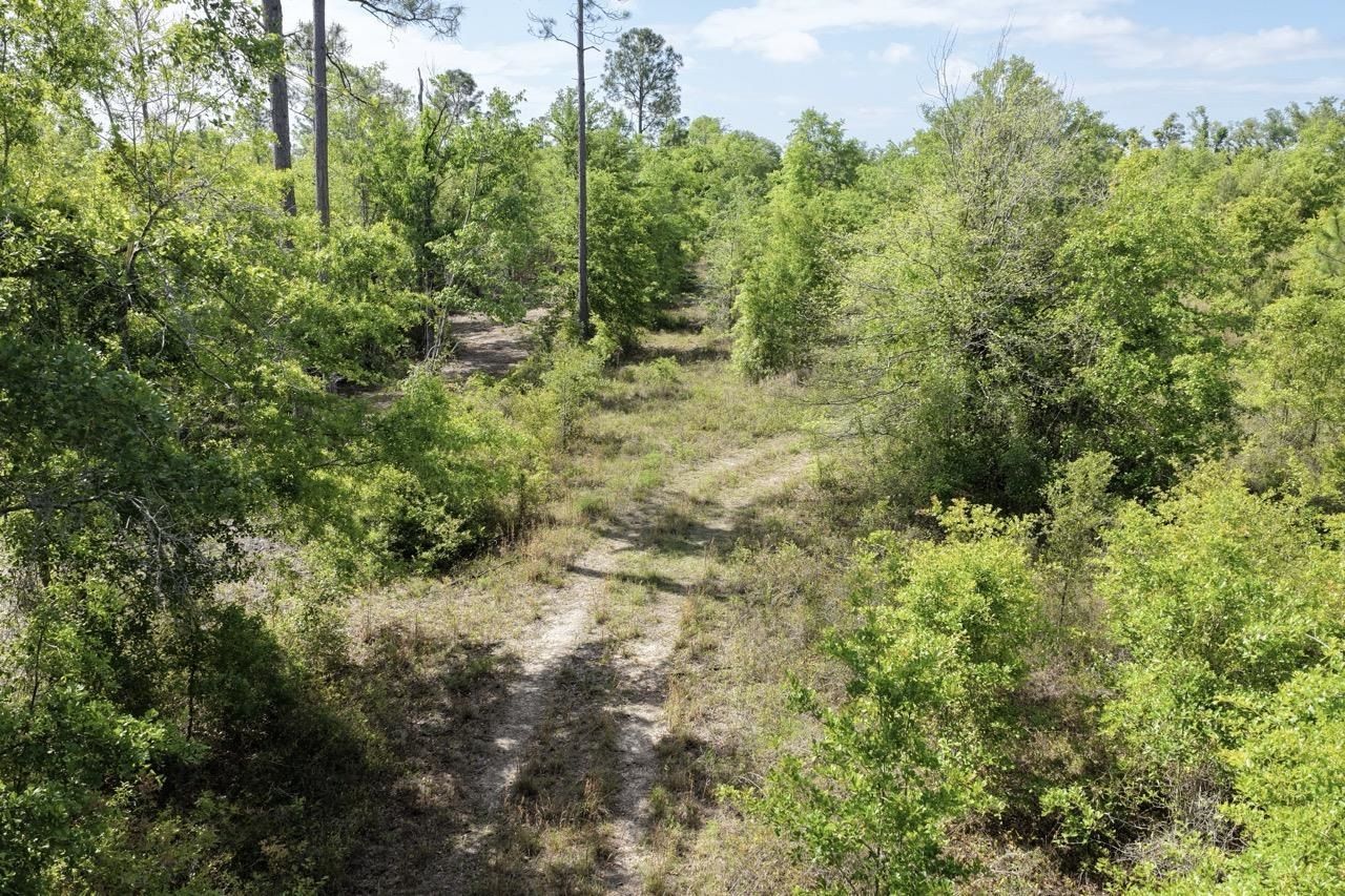 Vacant NE Cedar Trail, Pinetta, FL 00000 Photo
