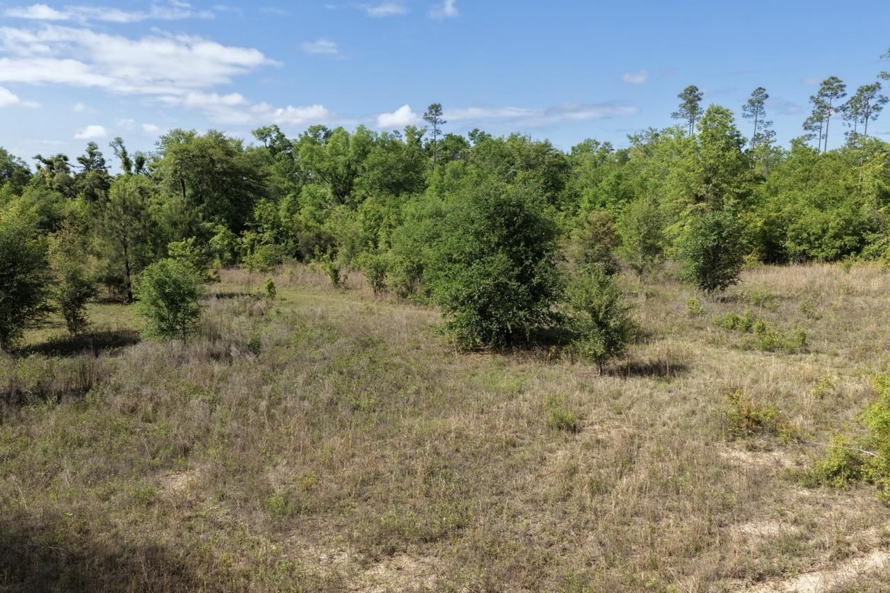 Vacant NE Cedar Trail, Pinetta, FL 00000 Photo