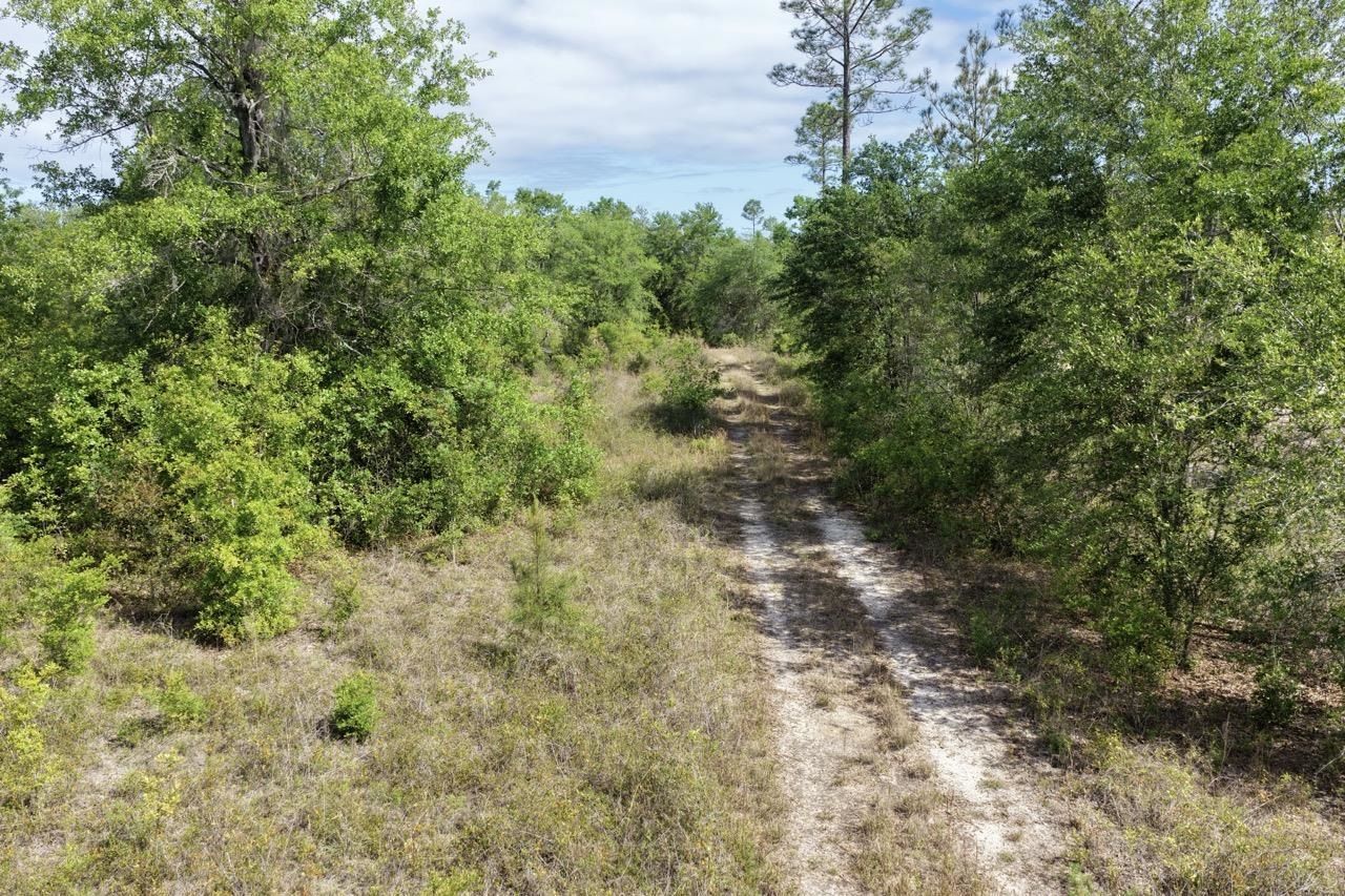 Vacant NE Cedar Trail, Pinetta, FL 00000 Photo