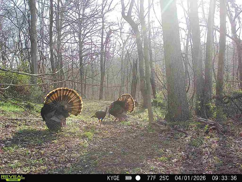 0 Little Kyger Road, Unit (Little Ky, Cheshire, OH 45620 Photo 10