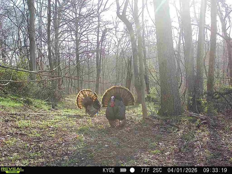 0 Little Kyger Road, Unit (Little Ky, Cheshire, OH 45620 Photo 11