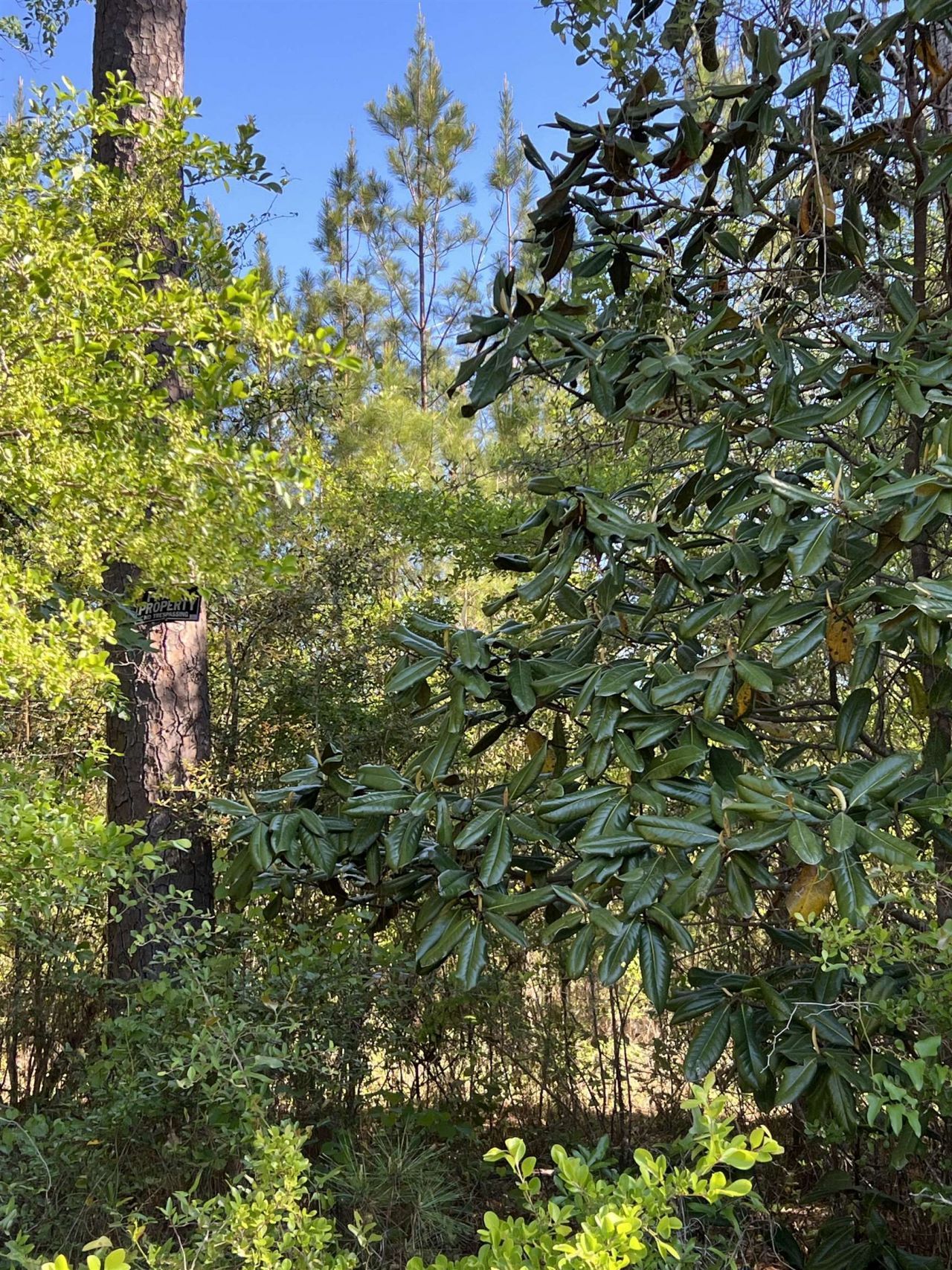 Xx Old Federal Road , Quincy, FL 32351 Photo