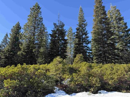 442 Dinsmore Drive, Lake Almanor, CA 96137 Photo