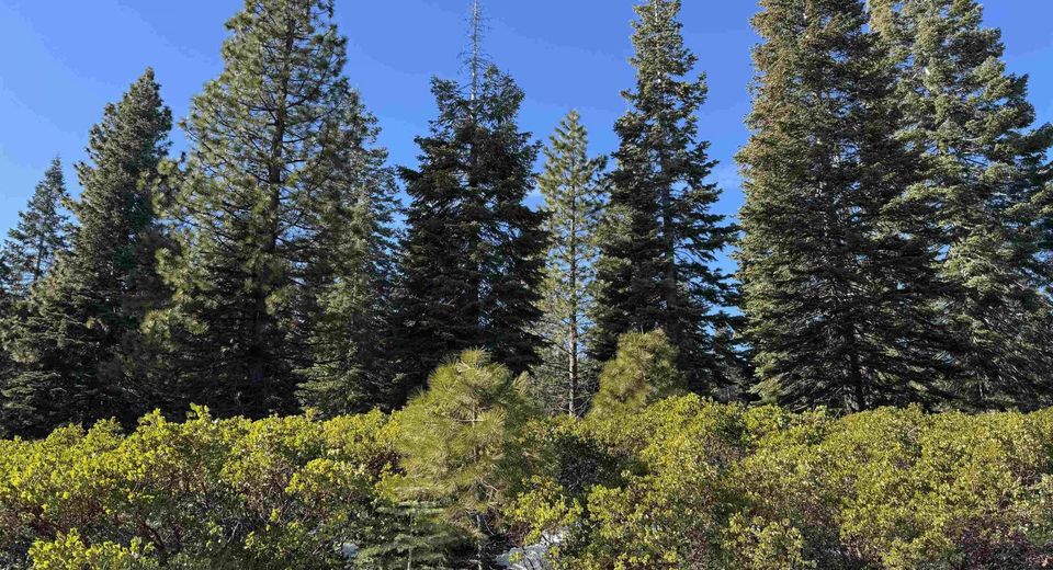 442 Dinsmore Drive, Lake Almanor, CA 96137 Photo