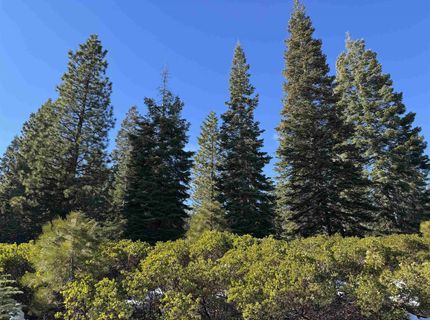 442 Dinsmore Drive, Lake Almanor, CA 96137 Photo