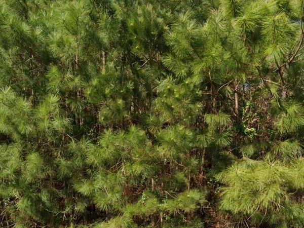 111 Windsor Lane, Edenton, NC 27932