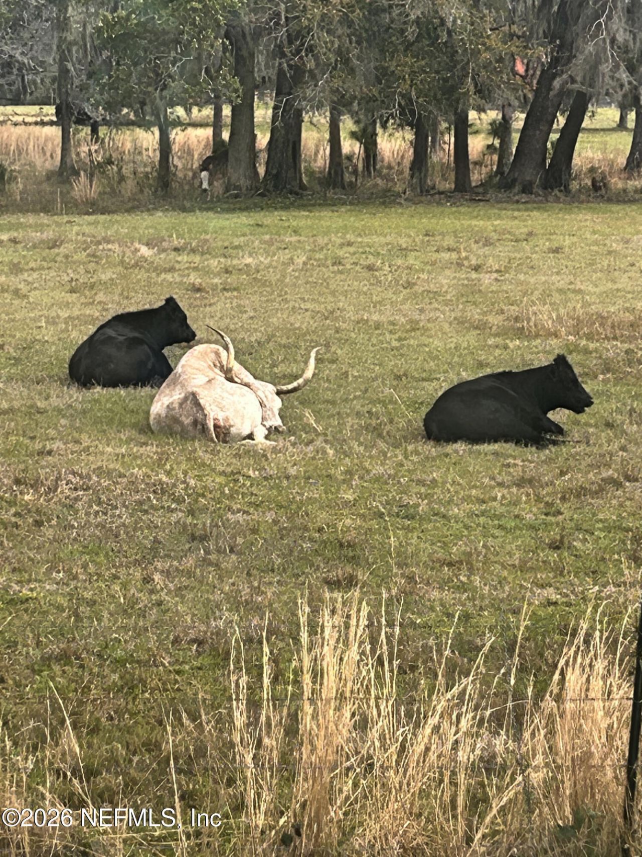 2734 Oak Stream Drive, Green Cove Springs, FL 32043 Photo