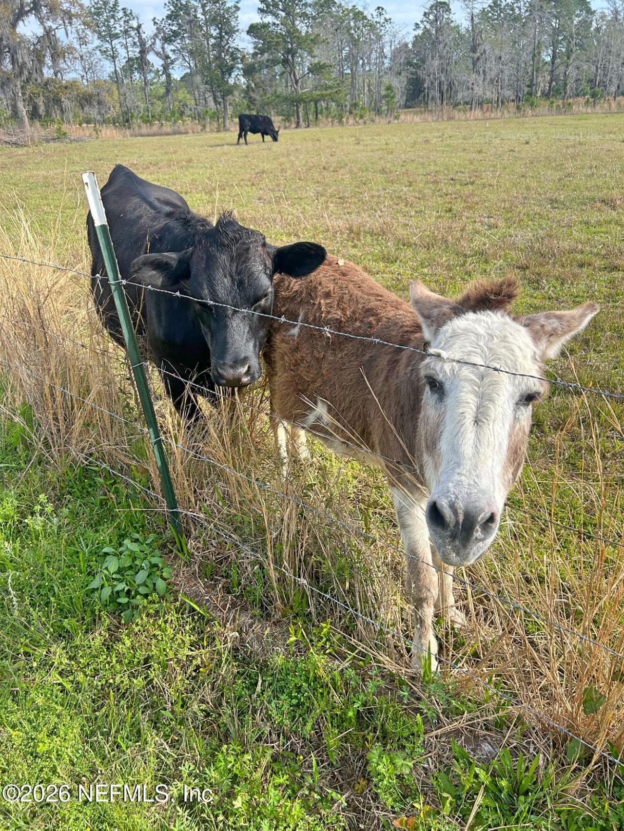 2734 Oak Stream Drive, Green Cove Springs, FL 32043 Photo