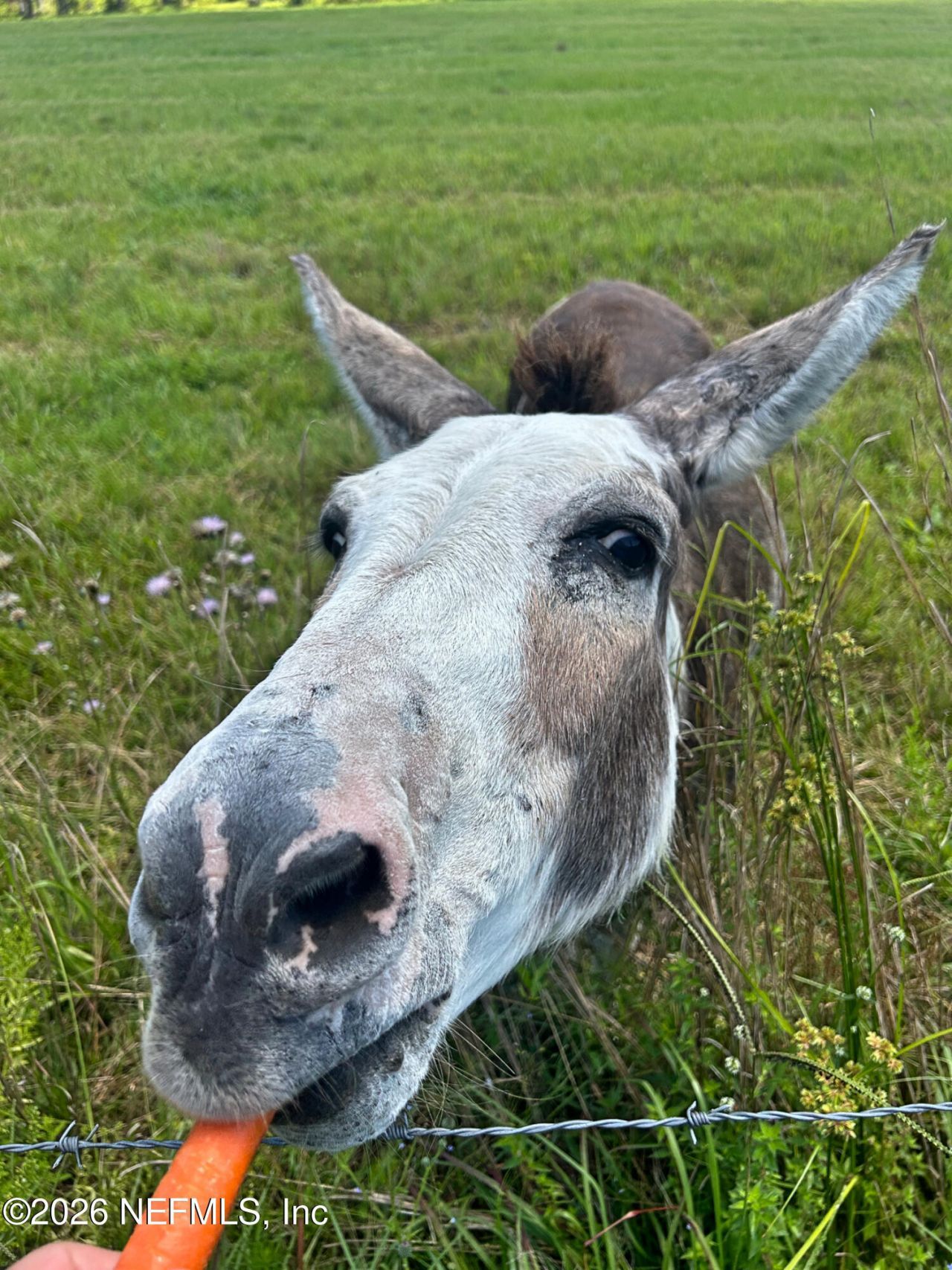 2734 Oak Stream Drive, Green Cove Springs, FL 32043 Photo