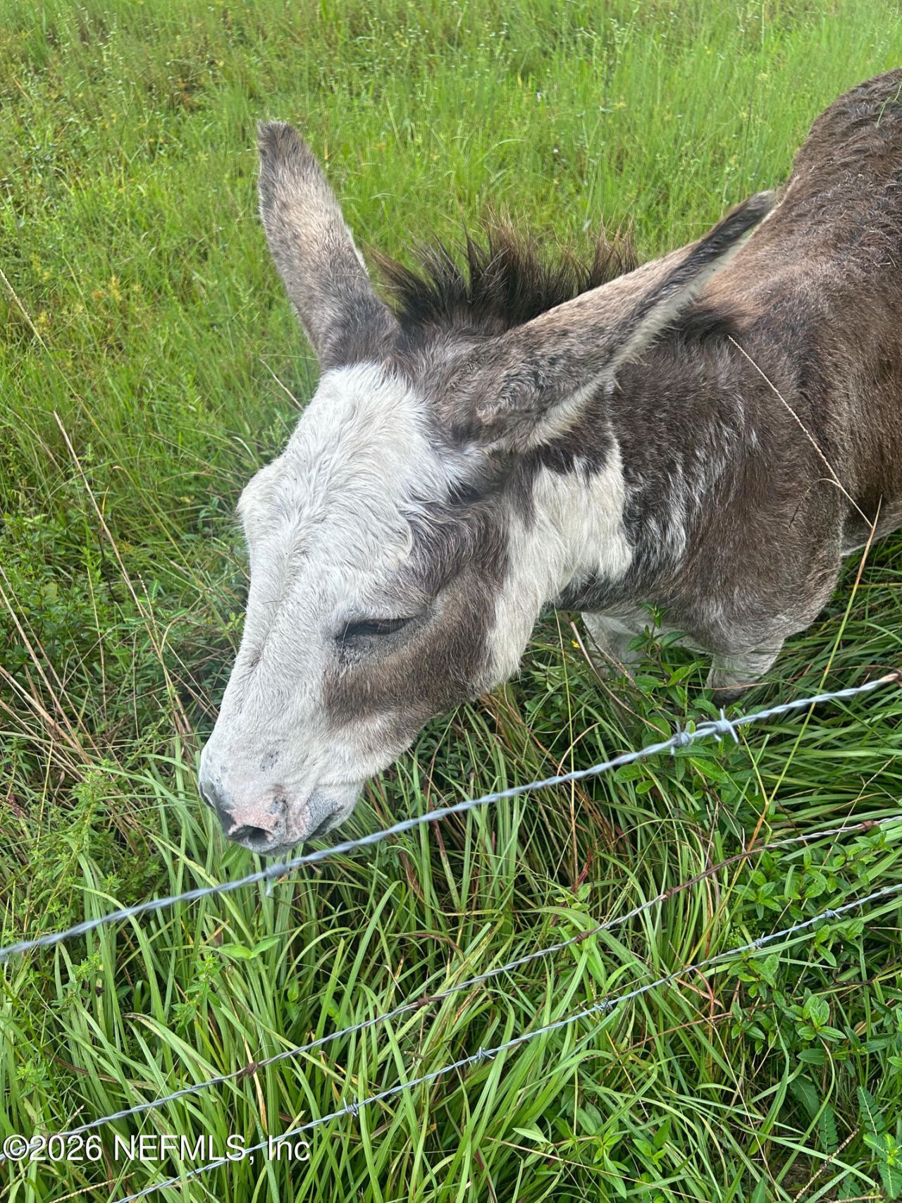 2734 Oak Stream Drive, Green Cove Springs, FL 32043 Photo