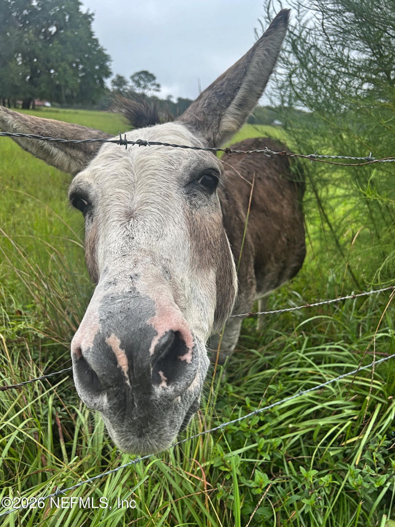 2734 Oak Stream Drive, Green Cove Springs, FL 32043 Photo