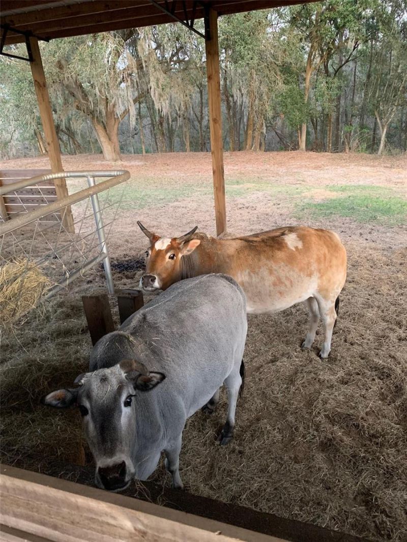 2350 Rose Terrace Path, Brooksville, FL 34602 Photo