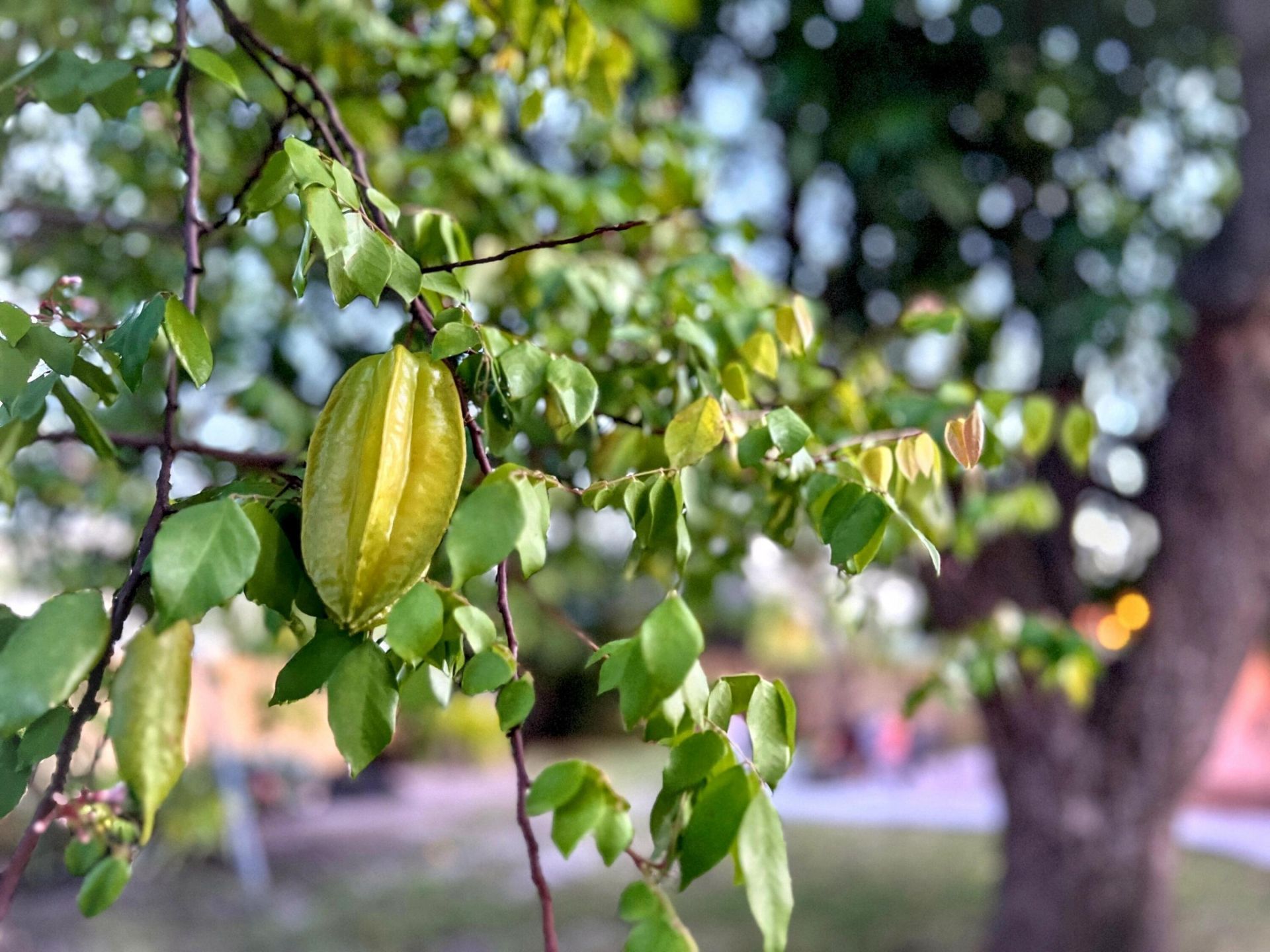 1114 N M Street, Lake Worth Beach, FL 33460 Photo