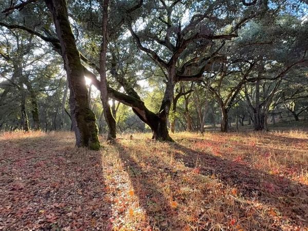 9 Garzas (Lot 49) Trail, Carmel, CA 93923