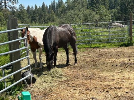 4164 Leisure Ln, Placerville, CA 95667 Photo