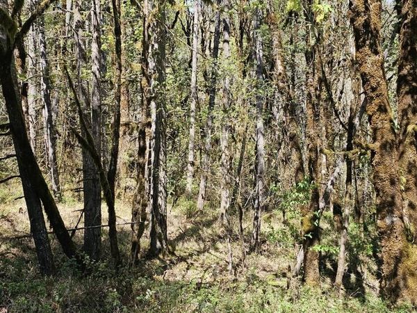 Lot 7 Iris Cir, Philomath, OR 97370