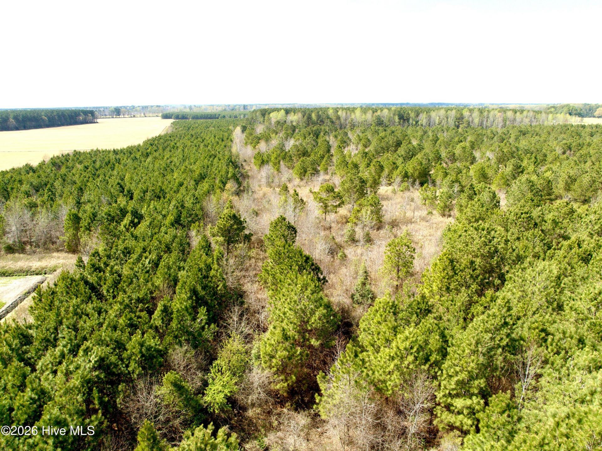 0 Black Mingle Road, Gates, NC 27937 Main Photo