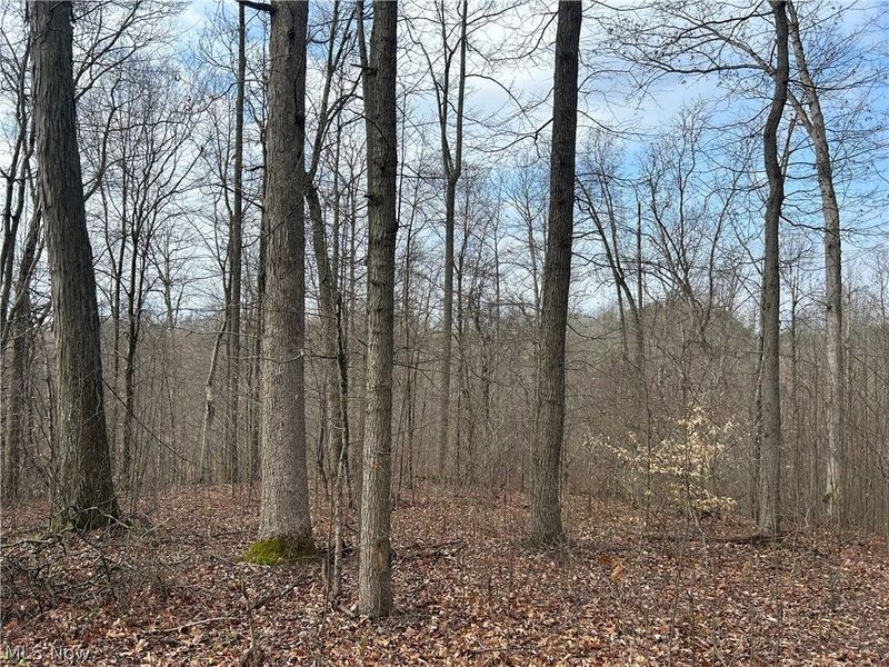 Wilbur Bush Road, Crooksville, OH 44606 Photo 15